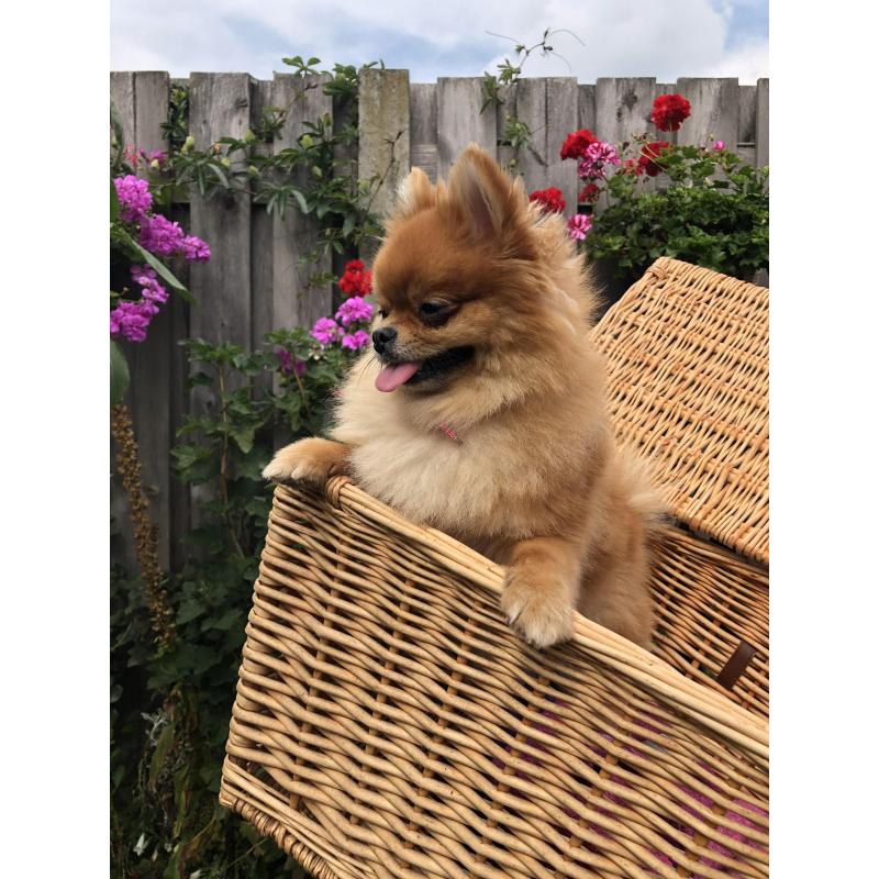 Pomeranian pomeriaan dwergkees reutjes puppy