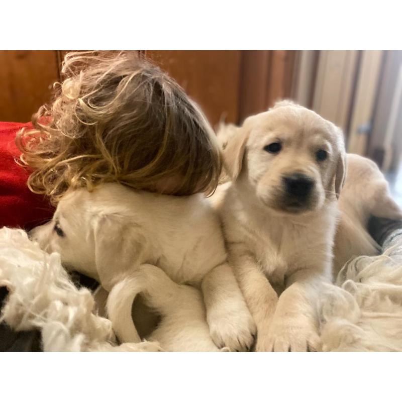Golden Retriever pups
