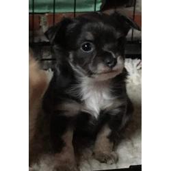 chihuahua reutje