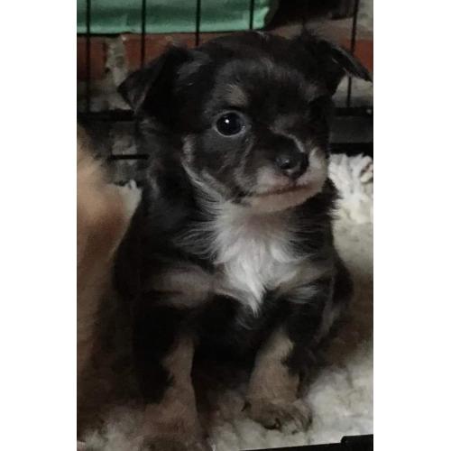 chihuahua reutje