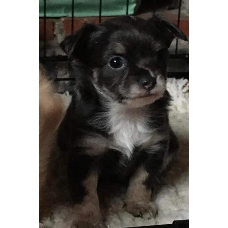 chihuahua reutje