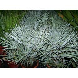 Winterharde palmbomen
