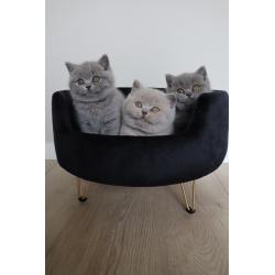 Mooie Britse Korthaar/Scottish Fold Blauw en Lilac kitten tekoop