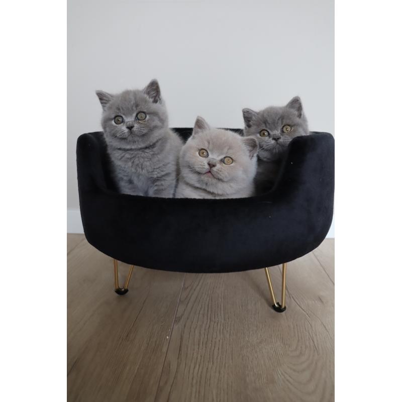 Mooie Britse Korthaar/Scottish Fold Blauw en Lilac kitten tekoop