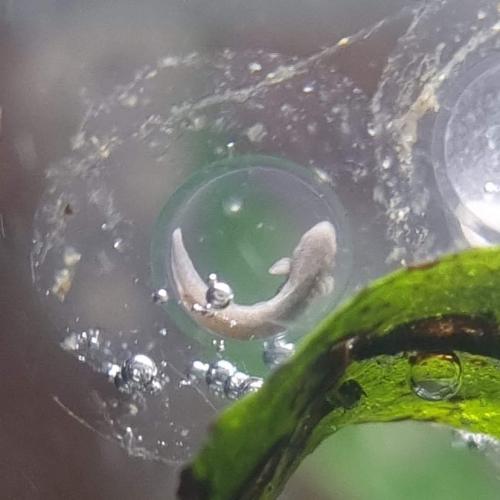 Baby axolotl’s te koop