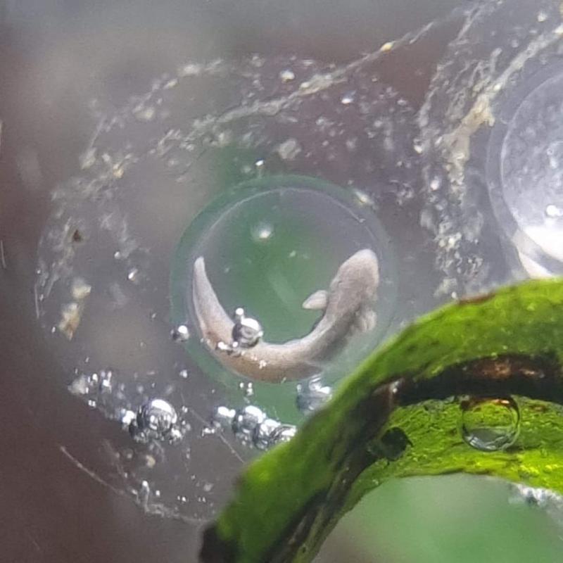 Baby axolotl’s te koop