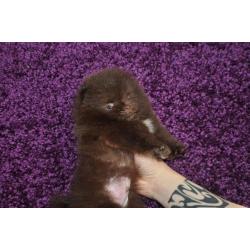 Pomeranian | Pomeriaan | Pom | FCI | Pup | Puppy | Stamboom