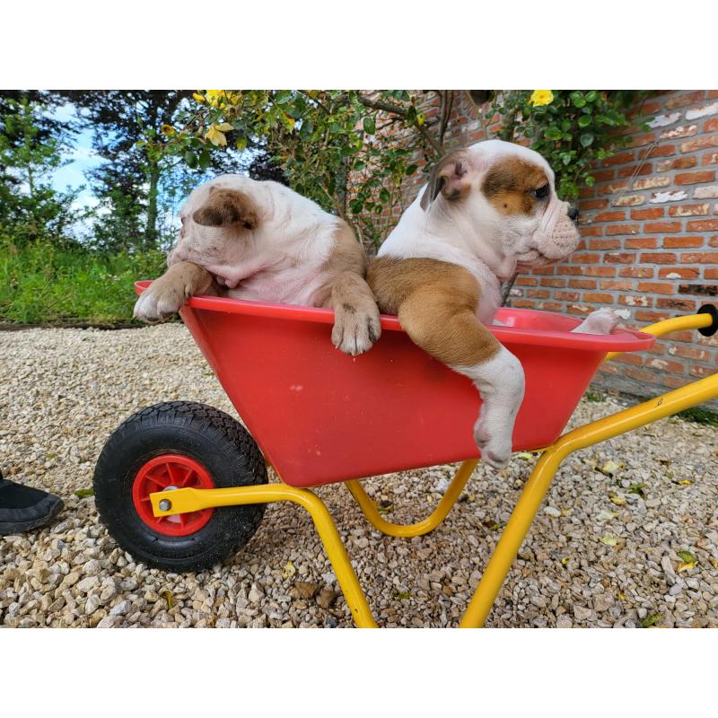 Old English Bulldog