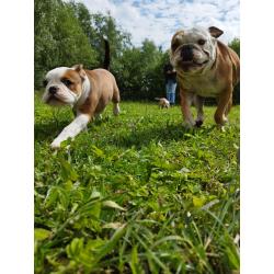 Old English Bulldog