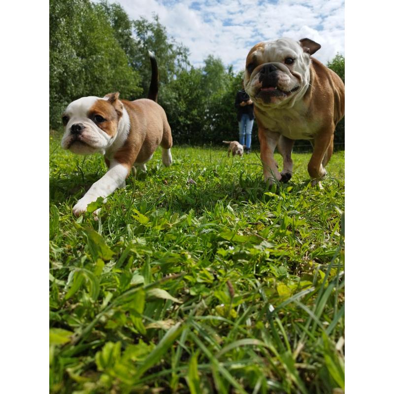 Old English Bulldog
