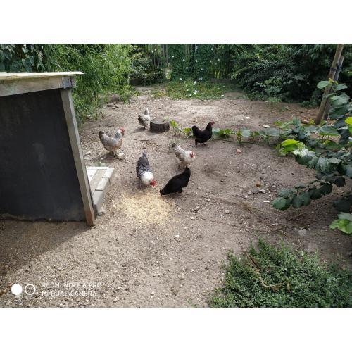 Gratis 6 kippen  1 haan