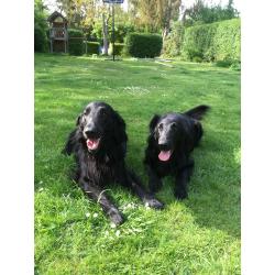 Puppy’s Flatcoated retriever