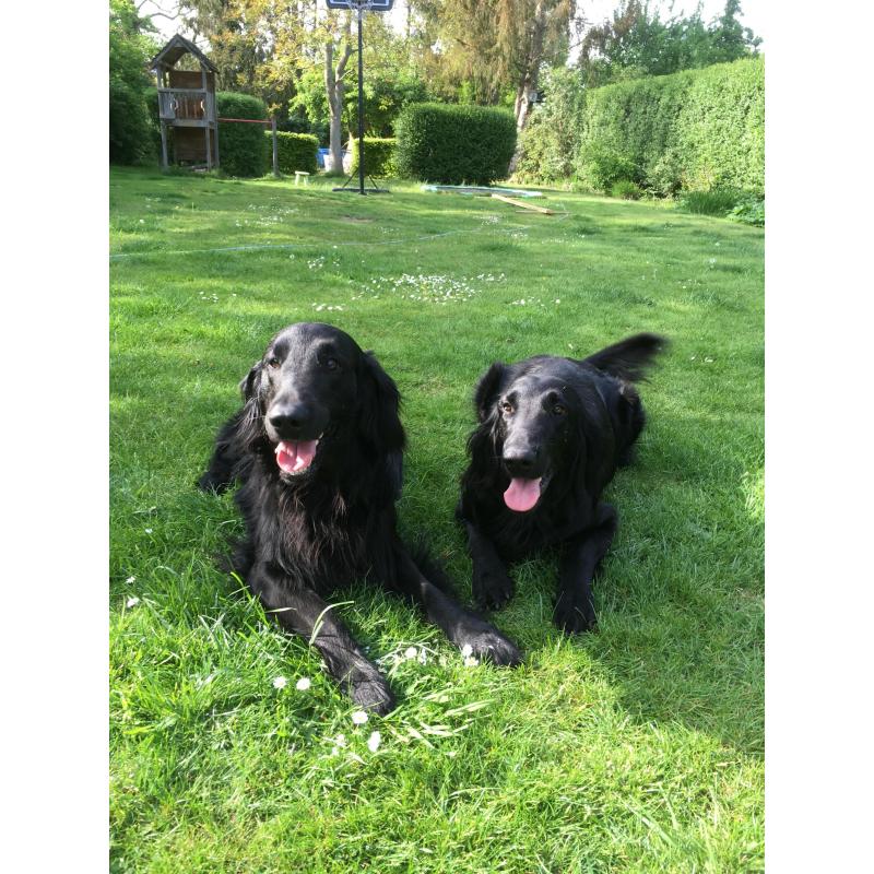 Puppy’s Flatcoated retriever
