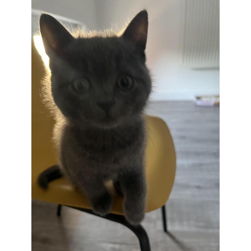 Britse korthaar kitten