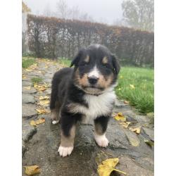 Berner sennen x schotse collie pups