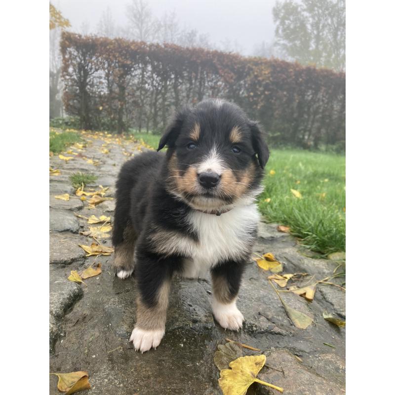 Berner sennen x schotse collie pups