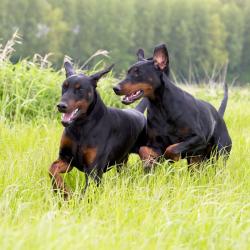 Dobermann pups met FCI stamboom (black & tan)