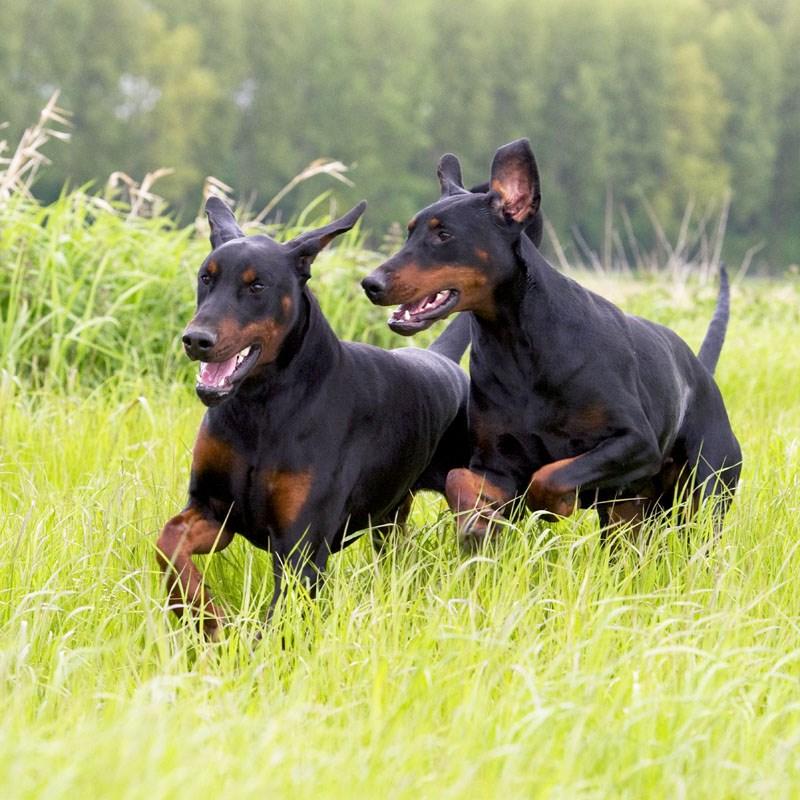 Dobermann pups met FCI stamboom (black & tan)
