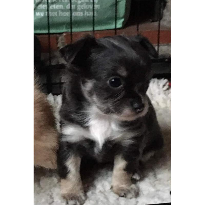 chihuahua reutje