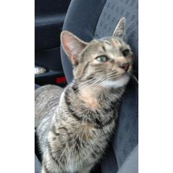 Tijger (poes) vermist sinds 5 april