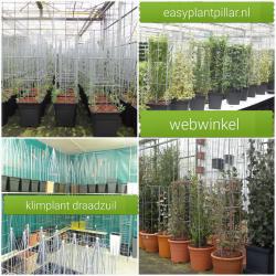 KLIMPLANTENSTEUNEN