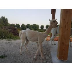alpaca hengstjes te koop