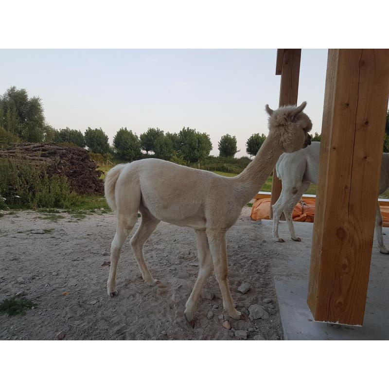 alpaca hengstjes te koop