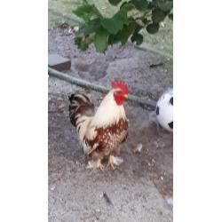 haantjes te koop