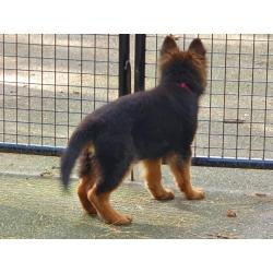 Te koop duitse  herder  Puppy.s  met stamboom