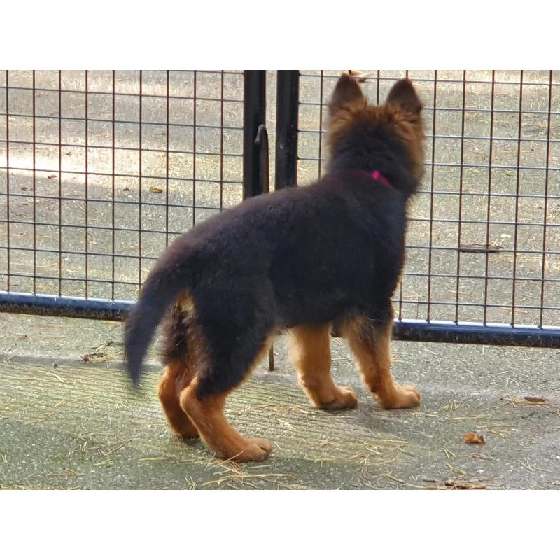 Te koop duitse  herder  Puppy.s  met stamboom