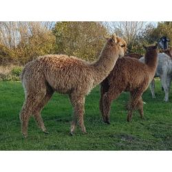 alpaca hengstjes te koop
