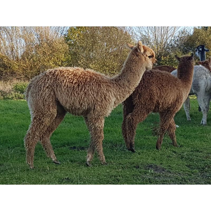 alpaca hengstjes te koop
