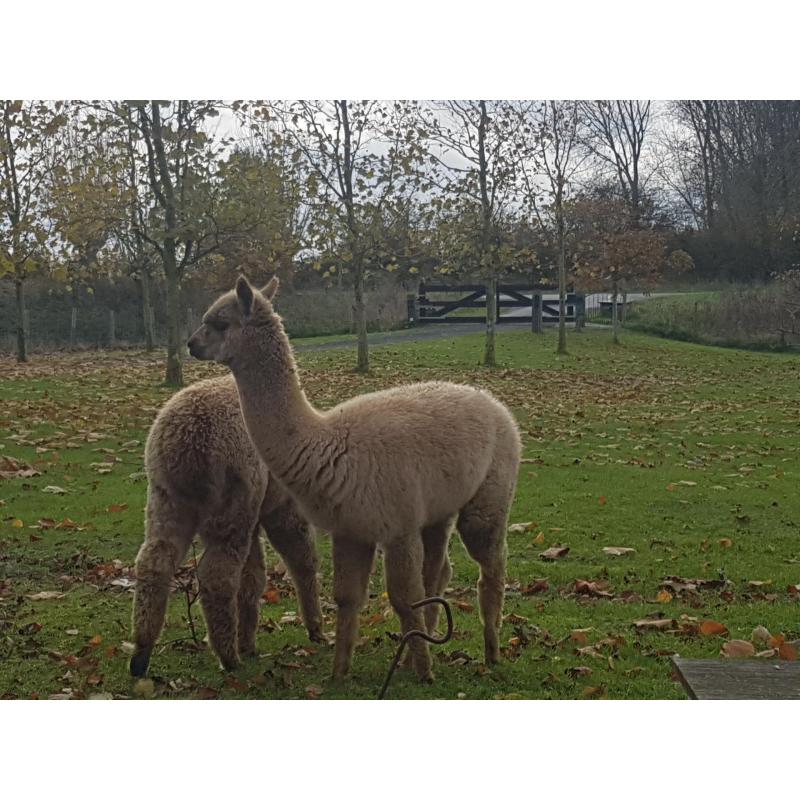 alpaca hengstjes te koop