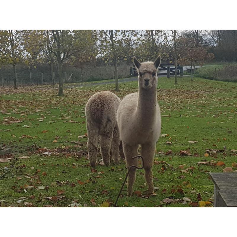 alpaca hengstjes te koop
