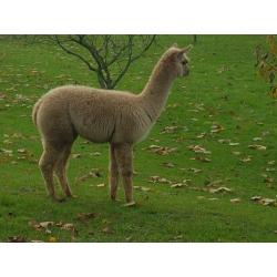 alpaca hengstjes te koop