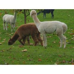 alpaca hengstjes te koop