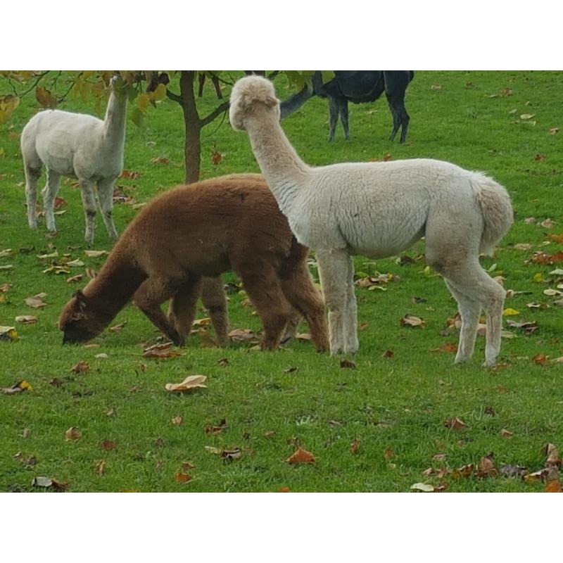 alpaca hengstjes te koop