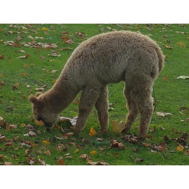 alpaca hengstjes te koop