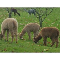 alpaca hengstjes te koop
