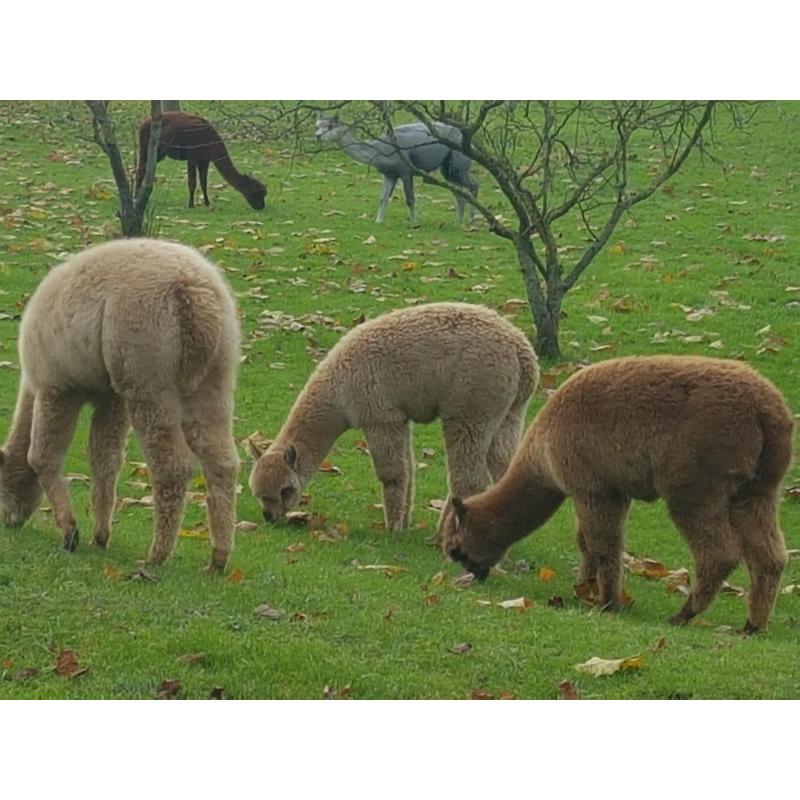 alpaca hengstjes te koop