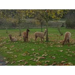 alpaca hengstjes te koop