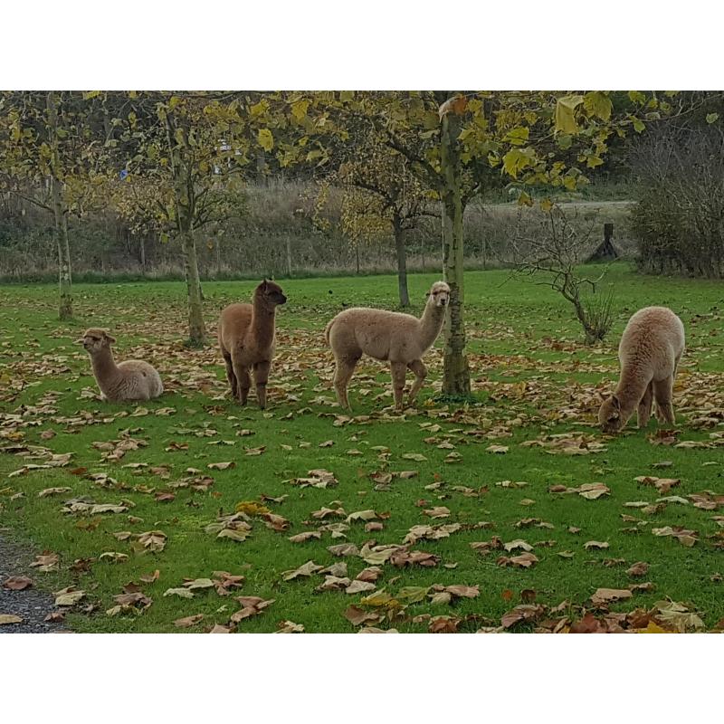 alpaca hengstjes te koop