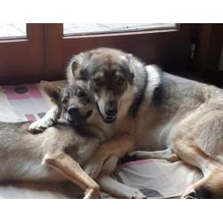Puppy's tsjecho-slowaakse-wolfhond