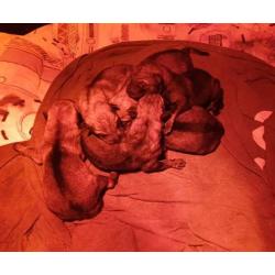 Puppy's tsjecho-slowaakse-wolfhond