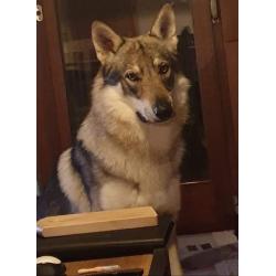 Puppy's tsjecho-slowaakse-wolfhond