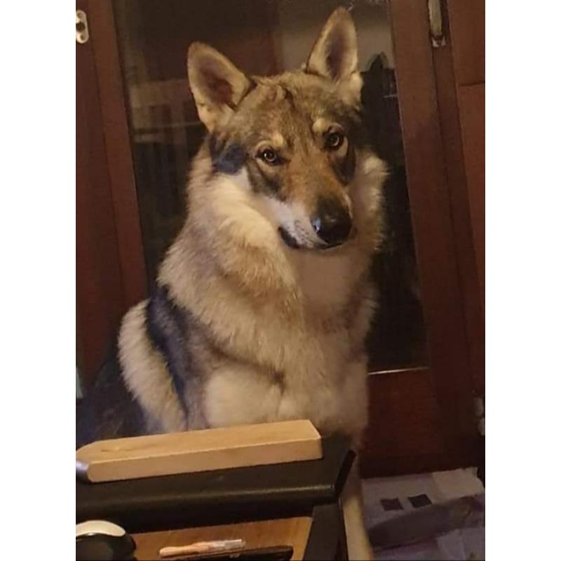 Puppy's tsjecho-slowaakse-wolfhond