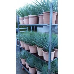 Yucca rostrata winterharde yucca