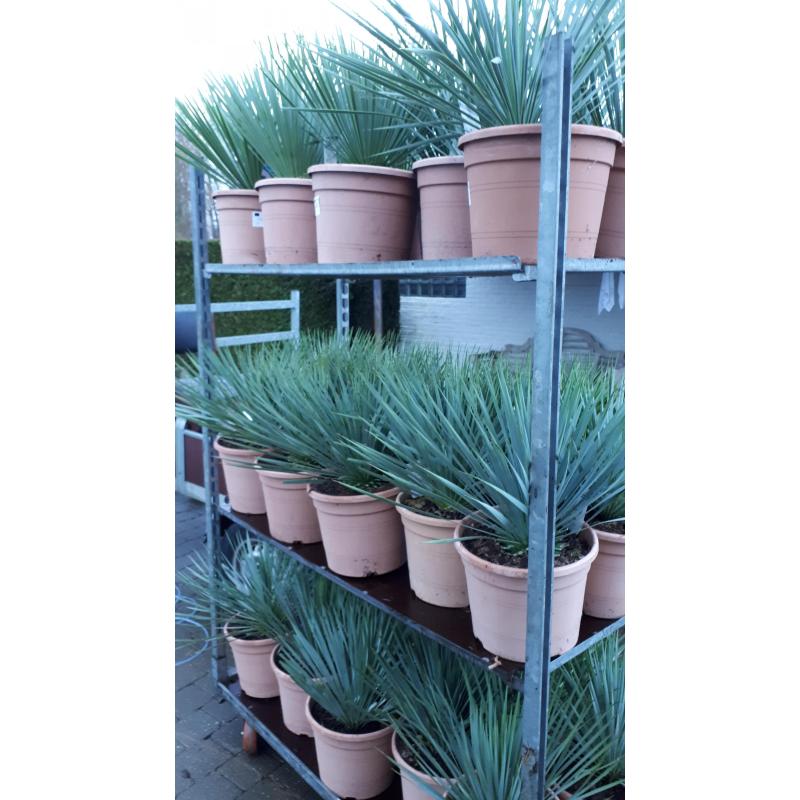 Yucca rostrata winterharde yucca
