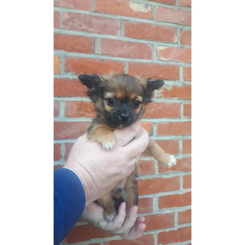 chihuahuapup