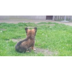 chihuahuapup